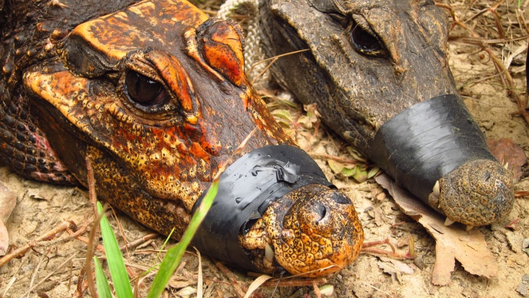 Cave Crocs of Gabon