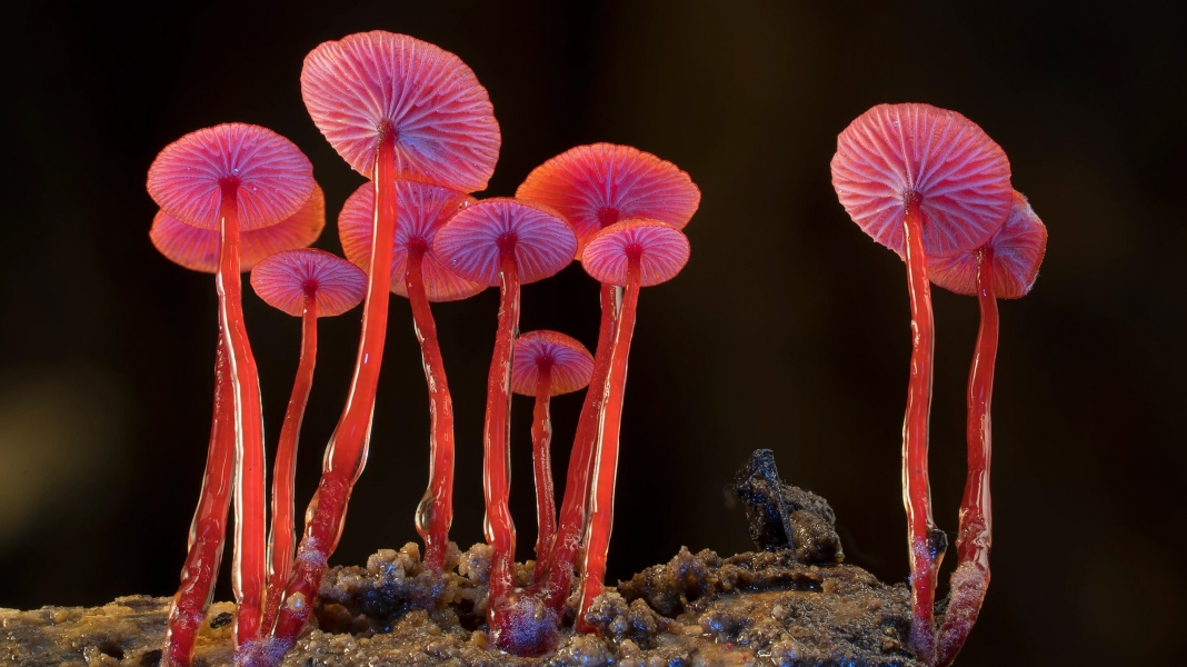 Fungi: The Web of Life